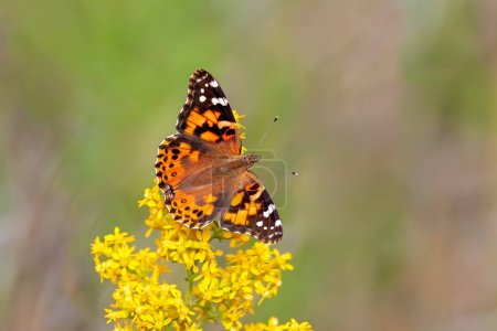Una mariposa pintada poliniza una flor de vara de oro