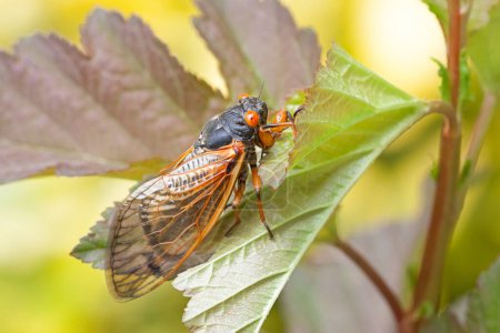 A recently emerged cicada hangs precarious from a leaf.