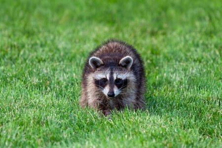 An adolescent raccoon snarls as the photographer while on the  green grass of a suburban backyard.
