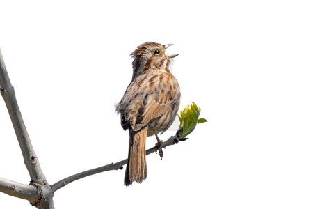 Photo for A song sparrow joyfully sings a song. The bird's back is facing toward the camera, head sideways with its beak wide open. Isolated on a white background. - Royalty Free Image