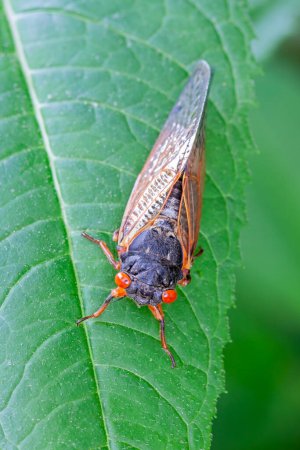 A cicada  walks across a green leaf