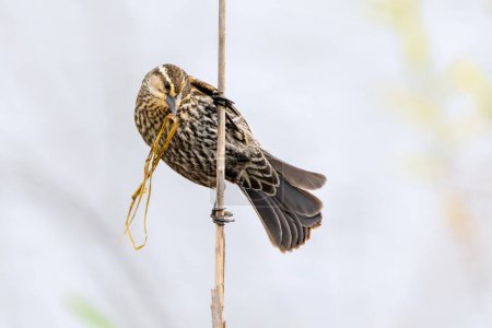 A red-winged blackbird perched on a single reed with a blade of grass in its beak.