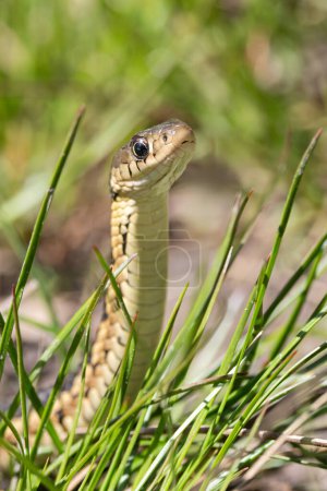 As a snake slithers along, it rises from the grass  to look directly at the photographer.