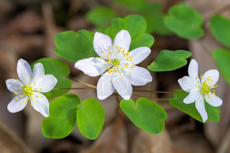 Drei Blüten einer Rautenanemone blühen auf einem Waldboden, der mit Blättern gefüllt ist.