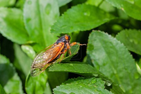 A cicada walks across the green leaves of a bush.