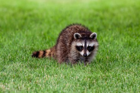 Photo for An adolescent raccoon walks across the green grass of a suburban backyard. - Royalty Free Image