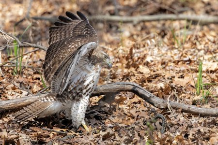 Ready to attack, a red-tail hawk opens its wings in preparation to pounce on a snake trying to hide on the leaf filled ground.