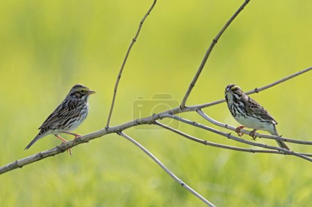 Two savannah sparrows perched on a fallen  branch in the prairie. Golden green soft focus background.