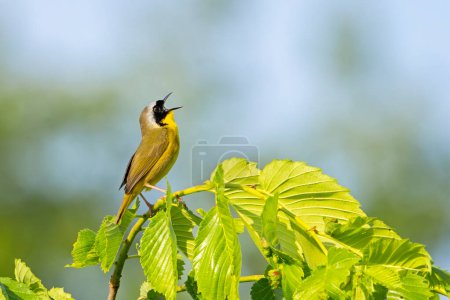 While perched on a tree with its beak wide open, a common yellowthroat warbler sings to its hearts content . Background of soft focus green trees and blue sky.