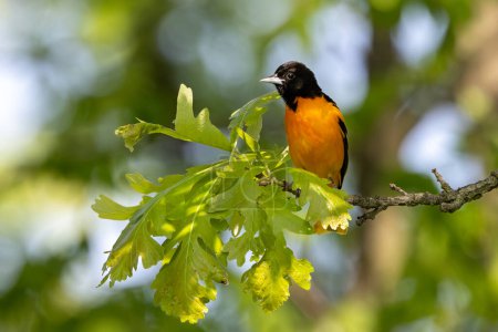 The bright orange chest of an oriole glows while perched next to the green leaves of an oak tree.