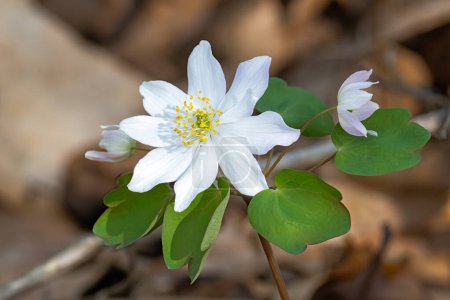 A rue anemone blooming on a woodland flor that is filled with leaves.