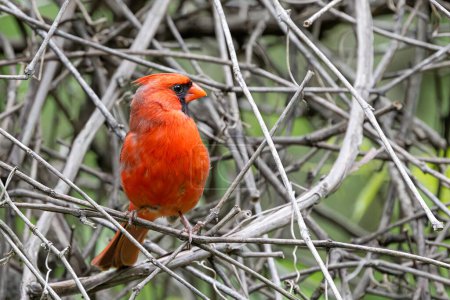 A cardinal preched an open whole of nested vines.
