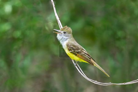 A great crested flycatcher sings a song from deep inside its lemon yellow colored belly. The colorful bird is perched on a vine deep in the green forest.