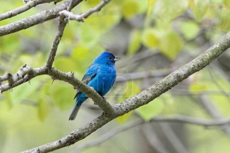 An indigo bunting displays its blue hues. While perched on a branch the deep blues of its feathers glow in contrast to the soft focus forest background.