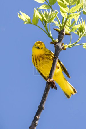 A yellow warbler looks at the camera while hanging on a sumac tree branch. Its yellow feathers contrast with the pastel blue sky in the background.