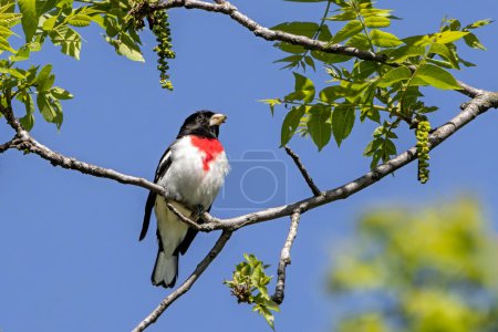 A rose-breasted grosbeak eating seeds of a shagbark hickory tree. Colorful picture of the red, white and black bird combined with green leaves and blue sky.