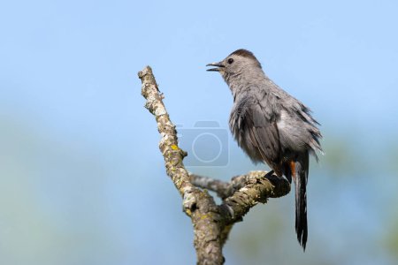 Catbird under a blue sky sings a song. Perched on a branched the bird has its beak open.