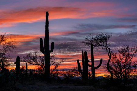 Cacti stand in silhouette against a colorful sky in Saguaro National Park, Arizona.