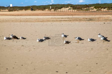 Foto de Once gaviotas tumbadas y sentadas en la playa de Jandia al sol, Fuerteventura, Islas Canarias, España - Imagen libre de derechos