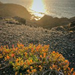 a beautiful yellow orange green saltweed, latin name Arthrocnemum on the rough rocks of the west coast by the sea at sunset, Fuerteventura