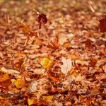 Autumn, the ground is covered with colored orange gold fallen leaves
