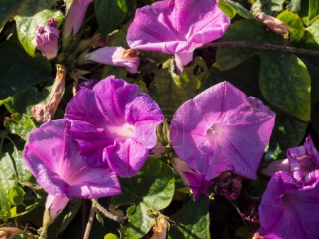 Foto de Ipomoea purpurea flor, la mañana púrpura gloria con gotas de rocío cerca de la luz del sol. - Imagen libre de derechos