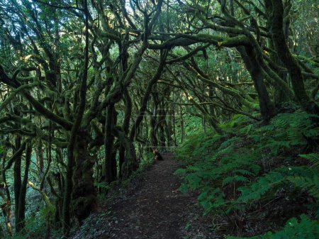 Narrow footpatge through dark dense laurisilva forest with twisted mossy laurel and Erica arborea trees and ferns. Garajonay National Park, Raso de La Bruma La Gomera. Canary Islands. Spain