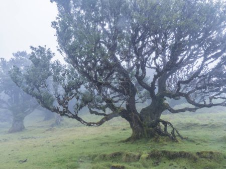 Photo for Old bizarre shape mossy stinkwood tree with twisted branches, covered by moss and fern in Fanal laurel forest in rain and dense fog. Mysterious creepy atmosphere, Tourist point Fanal, Madeira - Royalty Free Image