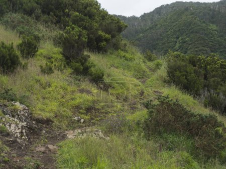 Sentier pédestre dans les prairies verdoyantes et les collines au bout du sentier de randonnée côtière Vereda do Larano. Île de Madère, Portugal, Europe