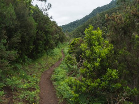 Sendero en verdes colinas y vegetación tropical al final de la ruta de senderismo costero Vereda do Larano hasta Machico. Isla de Madeira, Portugal, Europa