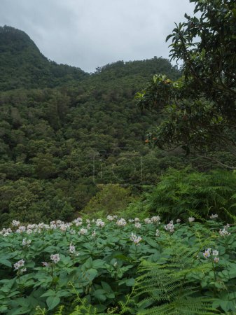 Madeira forest hill with orange tree ground covered with blooming potatoes