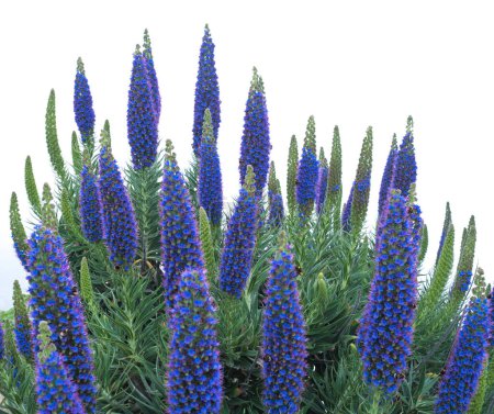 Gros plan d'un Echium candicans, Fierté de Madère, grandes fleurs bleues en pleine floraison.