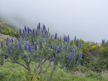 Primer plano de un Echium candicans, Orgullo de Madeira, grandes flores azules en plena floración.