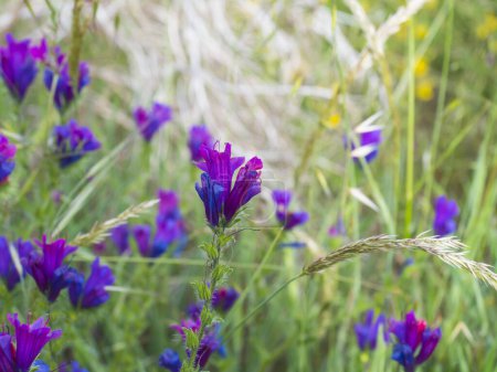 Nahaufnahme lila-blauer Blüten von Echium plantagineum, Salvation jane, Patersons Curse, Purple Vipers bugloss auf dem unscharfen Hintergrund mit Kopierraum für Text.