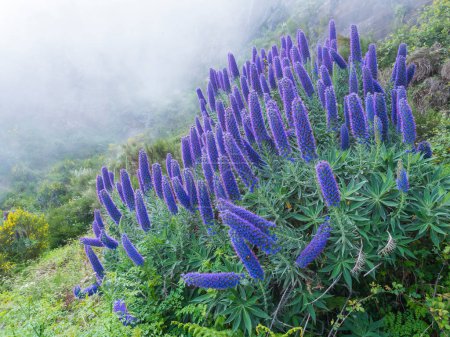 Close up of a Echium candicans, Pride of Madeira, large blue flowers in full bloom.