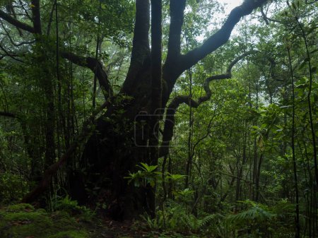 Antiguo árbol de laurel en bosque tropical lluvioso húmedo con helechos, musgo y piedras en Levada Caldeirao Verde y Caldeirao do Inferno sendero de senderismo, isla de Madeira, Portugal.