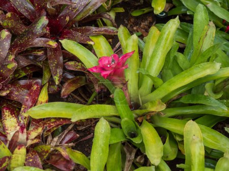 Close up pink bromeliad, Nidularium innocentii belongs to the Bromeliaceae family in Madeira Botanical Garden.