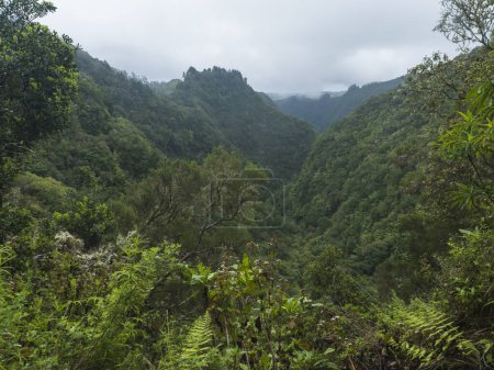 Blick auf grüne Hügel, Berglandschaft mit dichten tropischen Waldpflanzen und Vegetation am Levada Caldeirao Verde und Caldeirao do Inferno Wanderweg, Madeira, Portugal.