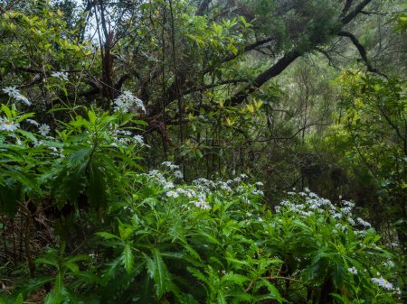 Nasse tropische Lorbeerwälder mit Farnen, Moos und Steinen am Levada Caldeirao Verde und Caldeirao do Inferno Wanderweg, Insel Madeira, Portugal