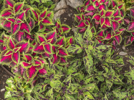 Vibrantes hojas de color rosa, púrpura y verde de la ortiga pintada Coleus scutellarioides, Solenostemon. hermoso patrón de flores.