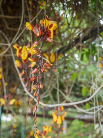 Close up of Yellow brown and red Hanging Flowers Of Thunbergia Mysorensis Plants In The Garden in bloom. Mysore trumpetvine or ladys slipper vine, selective focus.
