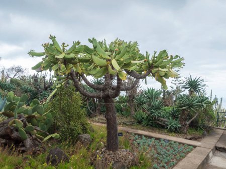 Vue sur les cactus et les plantes succulentes dans les célèbres jardins botaniques tropicaux de la ville de Funchal, Jardim Botanico da Madeira a été ouvert au public en 1960. Funchal, Madère, Portugal