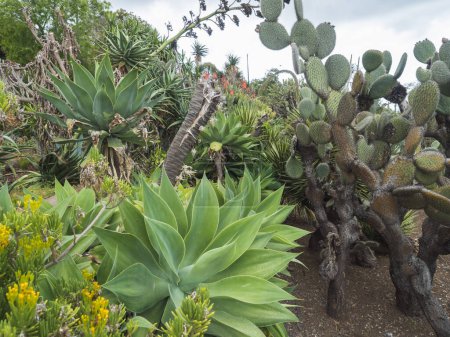 Vista de cactus y plantas suculentas en los famosos jardines botánicos tropicales de la ciudad de Funchal, Jardim Botanico da Madeira fue abierto al público en 1960. Funchal, Madeira, Portugal