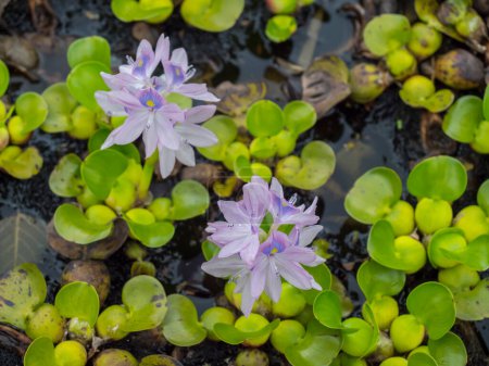 Primer plano de flores de jacinto de agua, Eichornia crassipe o Pontederia crassipes. Planta acuática. Planta flotante con flores rosadas y violetas y hojas verdes.