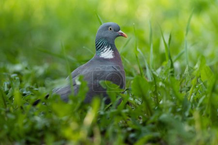 Photo for Wood pigeon (Columba palumbus) sitting in a green grass - Royalty Free Image