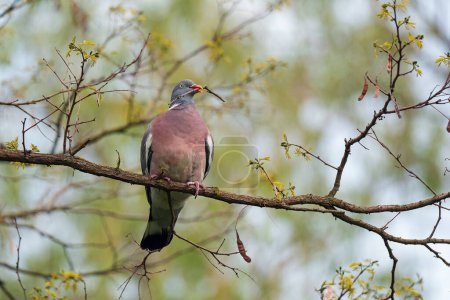 Photo for Wood pigeon (Columba palumbus) sitting on a branch - Royalty Free Image