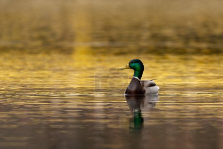 Pato mallardo macho, retrato de un pato con reflejo de color dorado en el agua del lago.