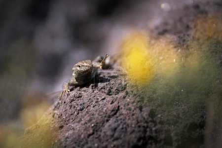 Die westliche Kanarische Eidechse oder Eidechsenplage (Gallotia galloti) versteckt sich im Felsen, Teneriffa, Kanarische Inseln, Spanien, Europa. Wildtiere in natürlichem Lebensraum.