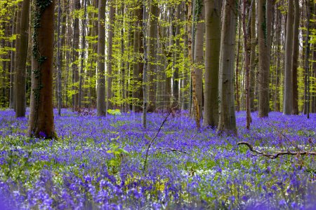 Téléchargez les photos : Billions of bluebells wildflowers blooming in the month of April in the Hallerbos forest in Belgium - en image libre de droit