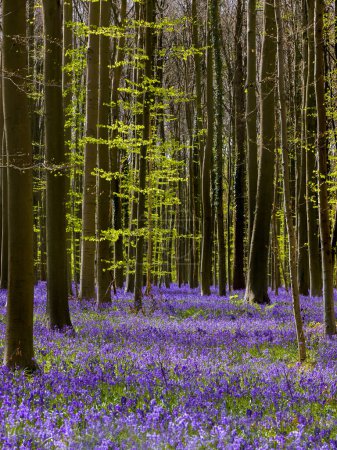 Téléchargez les photos : The blue or purple hyacinth wildflowers in the Hallerbos forest near Brussels in Belgium are only in full bloom during one week in Springtime.  Visitors are not allowed to leave the main path to protect the billions of endangered flowers. - en image libre de droit